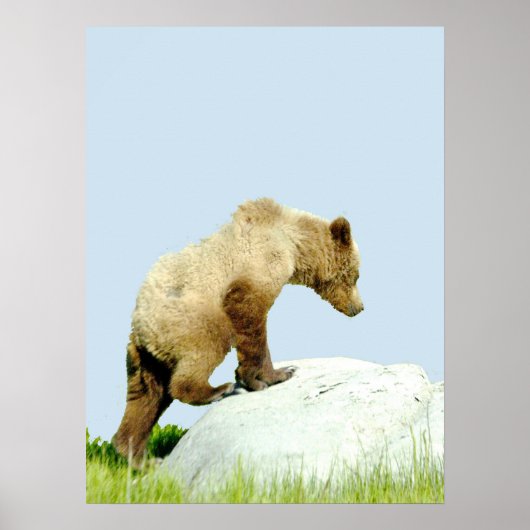18x24 Poster papier (Matte) met grizzly beer cub (Voorkant)