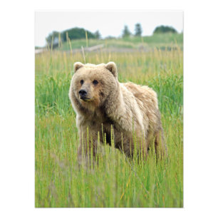 18x24 Satin foto van grizzly beer Afdruk