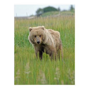 18x24 Satin foto van grizzly beer Afdruk