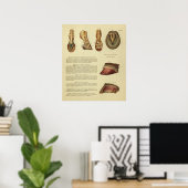 1900-paardenvoethoed Anatomy Print (Thuiskantoor)