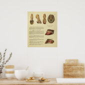 1900-paardenvoethoed Anatomy Print (Keuken)