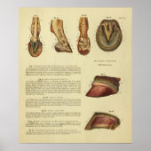  1900-paardenvoethoed Anatomy Print (Voorkant)