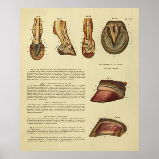 1900-paardenvoethoed Anatomy Print (Voorkant)