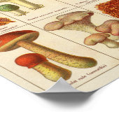  1900 paddenstoelvariëteit Groen bruin afdrukken Poster (Hoek)