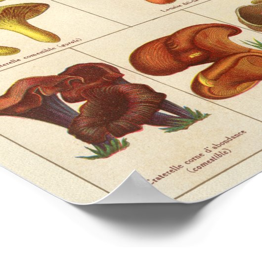  1900 paddenstoelvariëteit Oranje geel afdrukken Poster (Hoek)