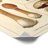 1900 paddenstoelvariëteit Rood geel afdrukken Poster (Hoek)