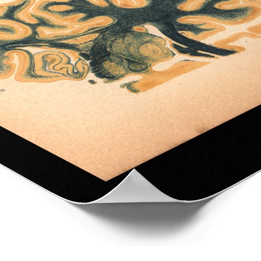 1901 hersenanatomie afdrukken poster (Hoek)