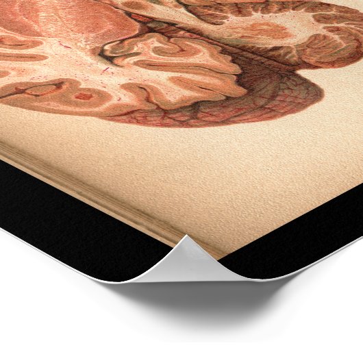 1901 hersenanatomie afdrukken poster (Hoek)