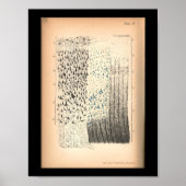  1901 hersencellen Anatomy Print (Voorkant)