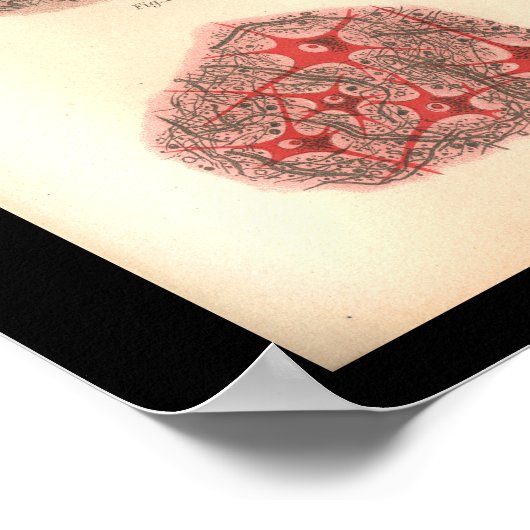 1901 hersencellen Anatomy Print (Hoek)