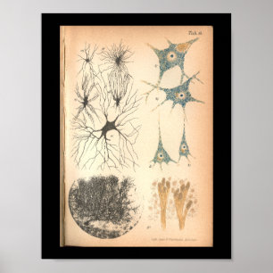 1901 Nerve Cells Anatomy Print