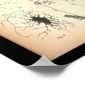  1901 Nerve Neuron Anatomy Print (Hoek)