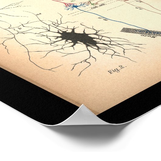 1901 Nerve Neuron Anatomy Print (Hoek)