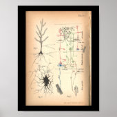 1901 Nerve Neuron Anatomy Print (Voorkant)