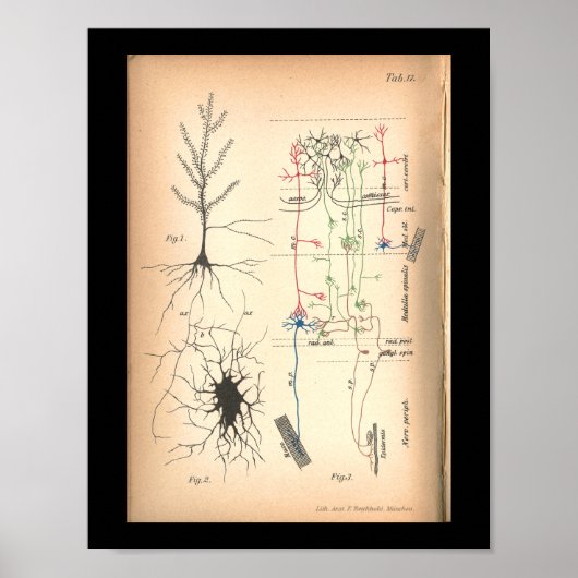  1901 Nerve Neuron Anatomy Print (Voorkant)