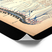  1901 Spinale zenuwen Anatomie Afdrukken Poster (Hoek)