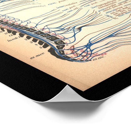 1901 Spinale zenuwen Anatomie Afdrukken Poster (Hoek)