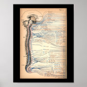  1901 Spinale zenuwen Anatomie Afdrukken Poster (Voorkant)
