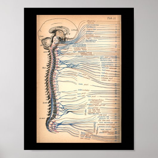  1901 Spinale zenuwen Anatomie Afdrukken Poster (Voorkant)