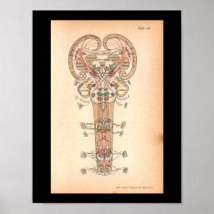  1901 Spinale zenuwen Anatomie Afdrukken Poster