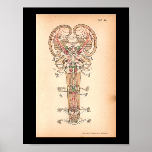 1901 Spinale zenuwen Anatomie Afdrukken Poster (Voorkant)