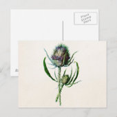1902 Oude Schotse Thistle Wild Flower Briefkaart (Voorkant / Achterkant)