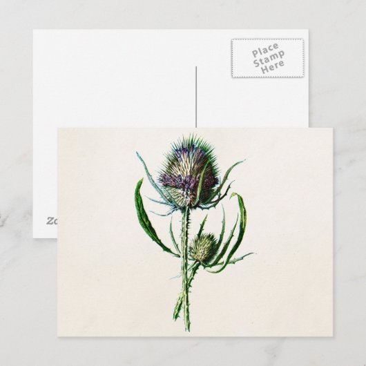 1902 Oude Schotse Thistle Wild Flower Briefkaart (Voorkant / Achterkant)