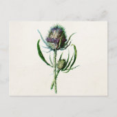  1902 Oude Schotse Thistle Wild Flower Briefkaart (Voorkant)