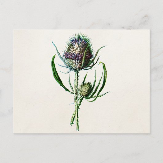 1902 Oude Schotse Thistle Wild Flower Briefkaart (Voorkant)