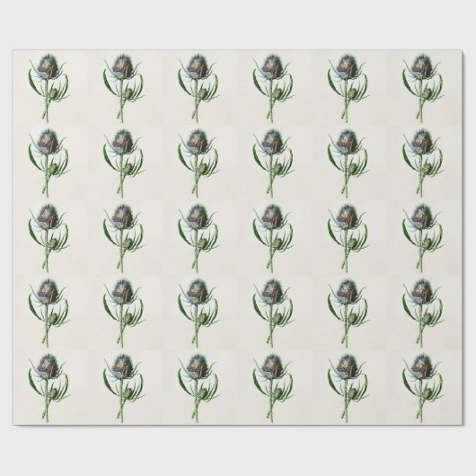  1902 Oude Schotse Thistle Wild Flower Cadeaupapier (Vlak)