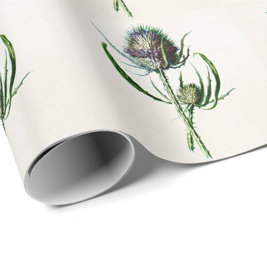  1902 Oude Schotse Thistle Wild Flower Cadeaupapier (Rol Hoek)