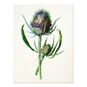  1902 Oude Schotse Thistle Wild Flower Foto Afdruk (Voorkant)