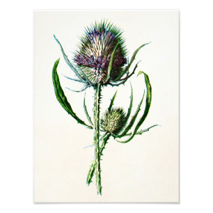  1902 Oude Schotse Thistle Wild Flower Foto Afdruk