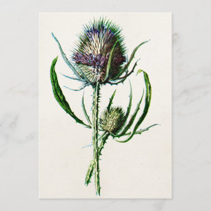  1902 Oude Schotse Thistle Wild Flower Kaart