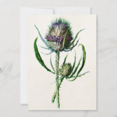 1902 Oude Schotse Thistle Wild Flower Kaart (Voorkant)