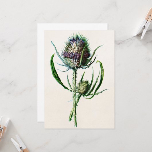  1902 Oude Schotse Thistle Wild Flower Kaart (Voorkant / Achterkant in situ)