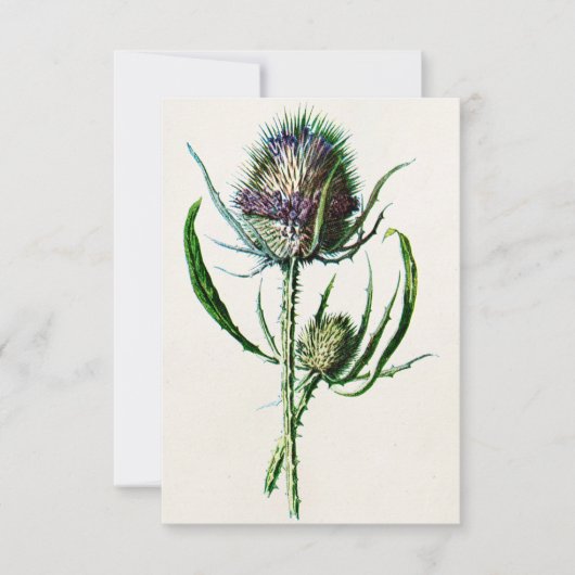  1902 Oude Schotse Thistle Wild Flower Kaart (Voorkant)