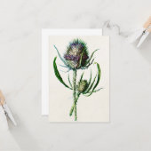  1902 Oude Schotse Thistle Wild Flower Kaart (Voorkant / Achterkant in situ)