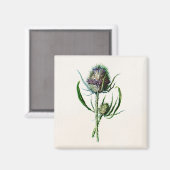 1902 Oude Schotse Thistle Wild Flower Magneet (Voorkant / Achterkant)