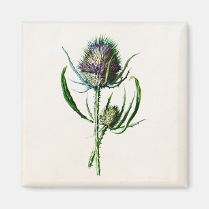  1902 Oude Schotse Thistle Wild Flower Magneet