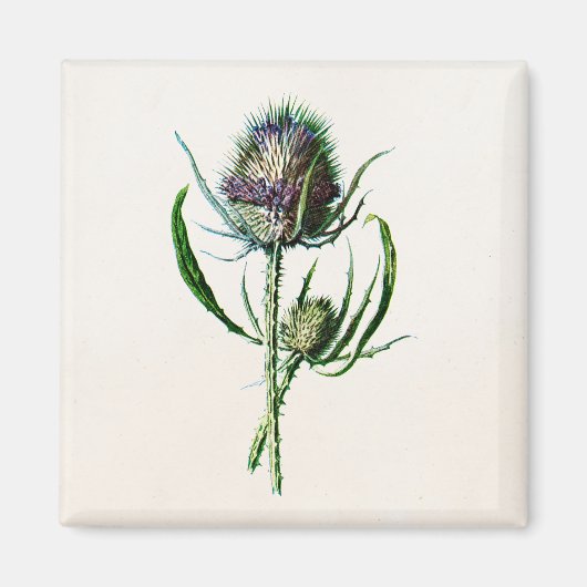 1902 Oude Schotse Thistle Wild Flower Magneet (Voorkant)
