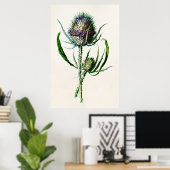  1902 Oude Schotse Thistle Wild Flower Poster (Thuiskantoor)
