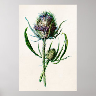  1902 Oude Schotse Thistle Wild Flower Poster