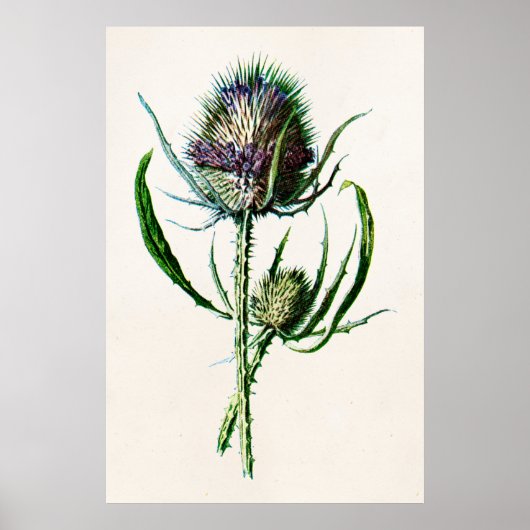  1902 Oude Schotse Thistle Wild Flower Poster (Voorkant)