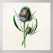  1902 Oude Schotse Thistle Wild Flower Poster (Voorkant)
