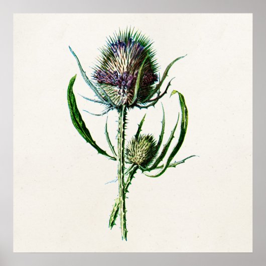 1902 Oude Schotse Thistle Wild Flower Poster (Voorkant)