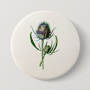 1902 Oude Schotse Thistle Wild Flower Ronde Button 7,6 Cm
