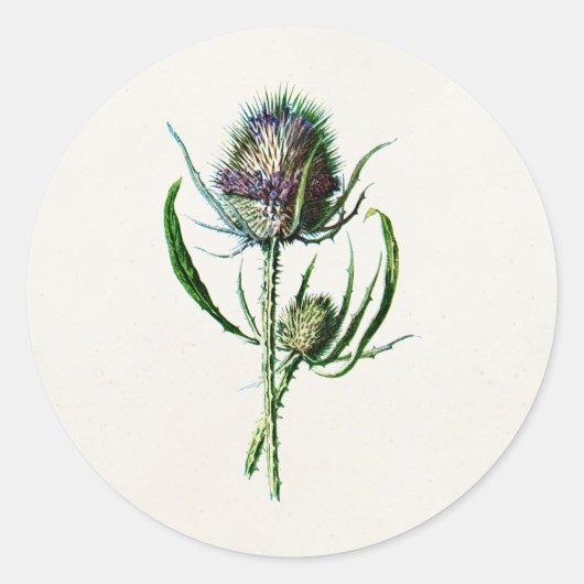 1902 Oude Schotse Thistle Wild Flower Ronde Sticker (Voorkant)