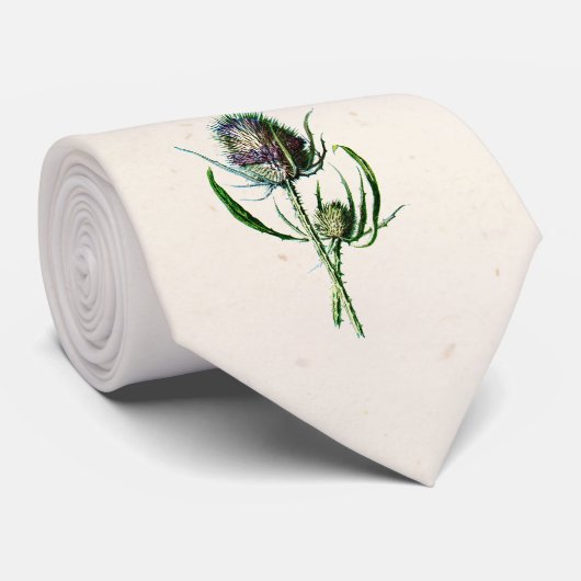 1902 Oude Schotse Thistle Wild Flower Stropdas (Opgerold)