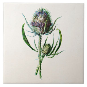 1902 Oude Schotse Thistle Wild Flower Tegeltje